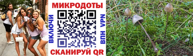 Псилоцибиновые грибы Cubensis  где продают   Йошкар-Ола 